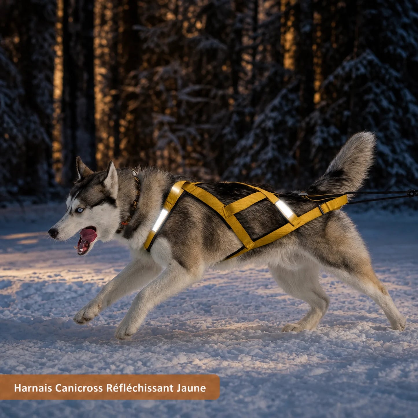 harnais canicross reflechissant jaune lifestyle