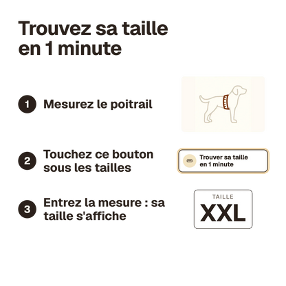 Trouver sa taille en 1 minute : mesurer le chien, ouvrir le calculateur sous les tailles, entrer les mesures, la taille s'affiche
