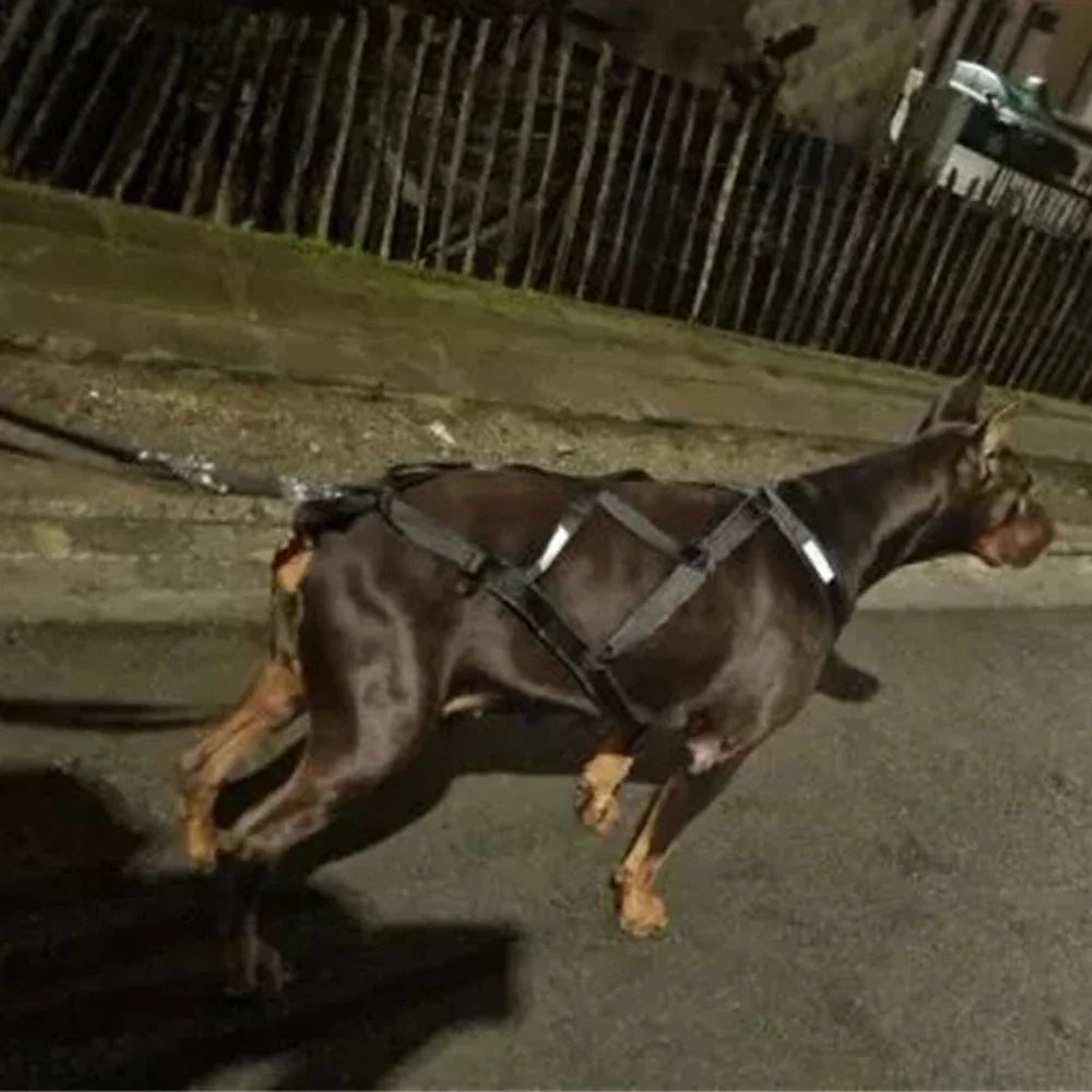 Harnais canicross réfléchissant noir de nuit : bandes réfléchissantes visibles