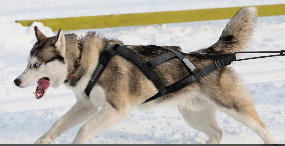 Harnais canicross réfléchissant noir porté par un husky dans la neige