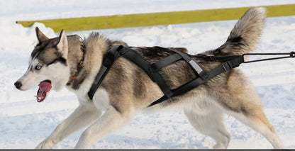 Harnais canicross réfléchissant noir porté par un husky dans la neige