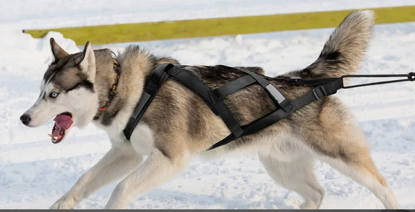 Harnais canicross réfléchissant noir porté par un husky dans la neige