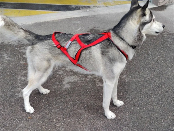 Harnais canicross réfléchissant rouge porté par un husky