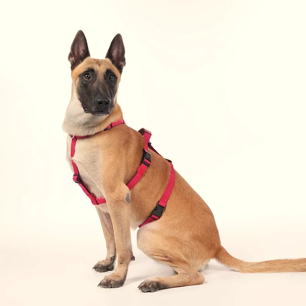Harnais chien 3 points Classique rouge porté par un malinois assis