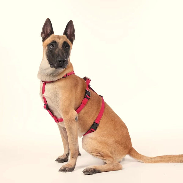 Harnais chien 3 points Classique rouge porté par un malinois assis