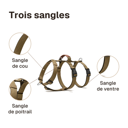Harnais 3 points classique : sangles de cou, de poitrail et de ventre