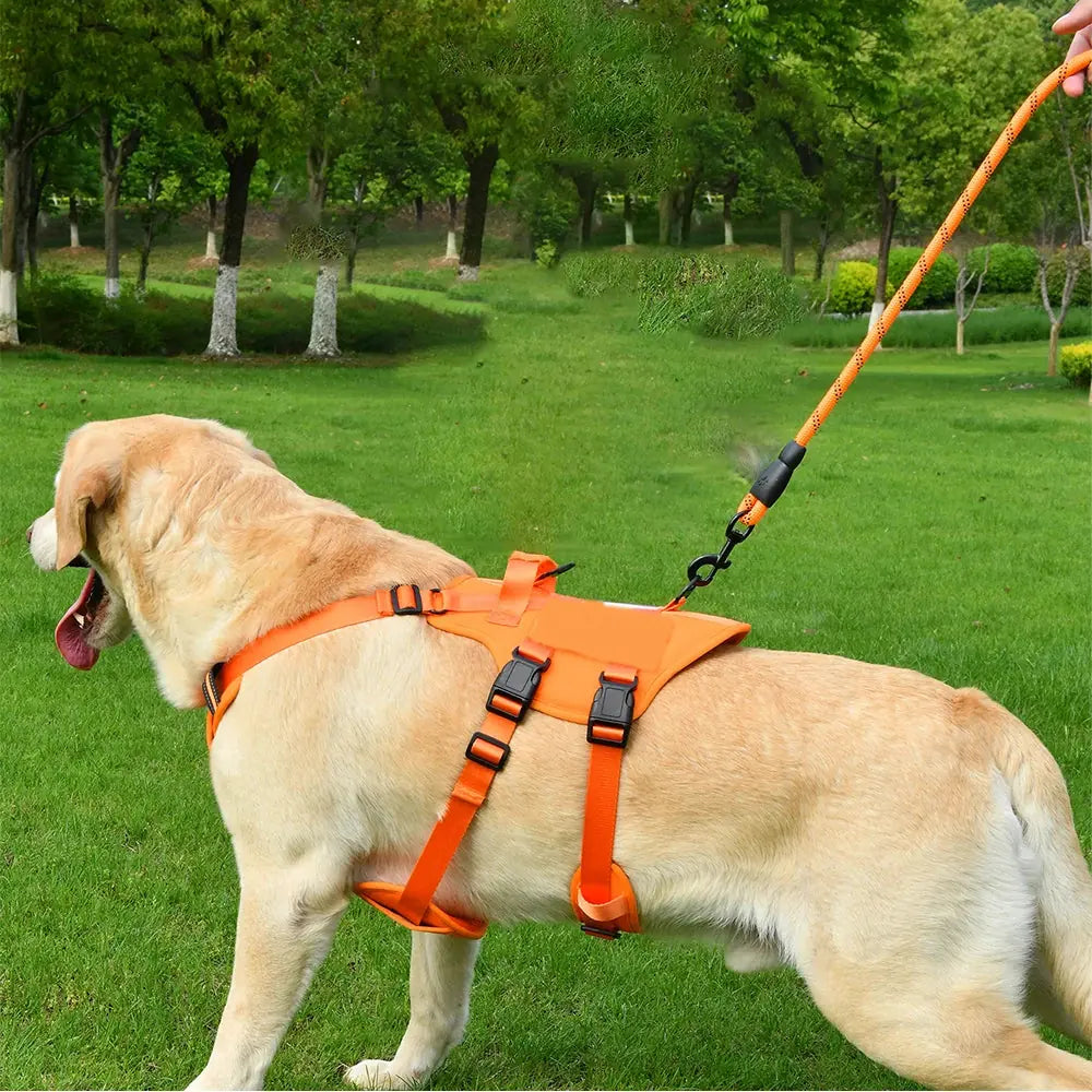 Harnais chien 3 points gilet orange porté par un golden retriever en laisse