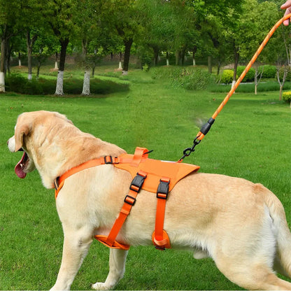 Harnais chien 3 points gilet orange porté par un golden retriever en laisse