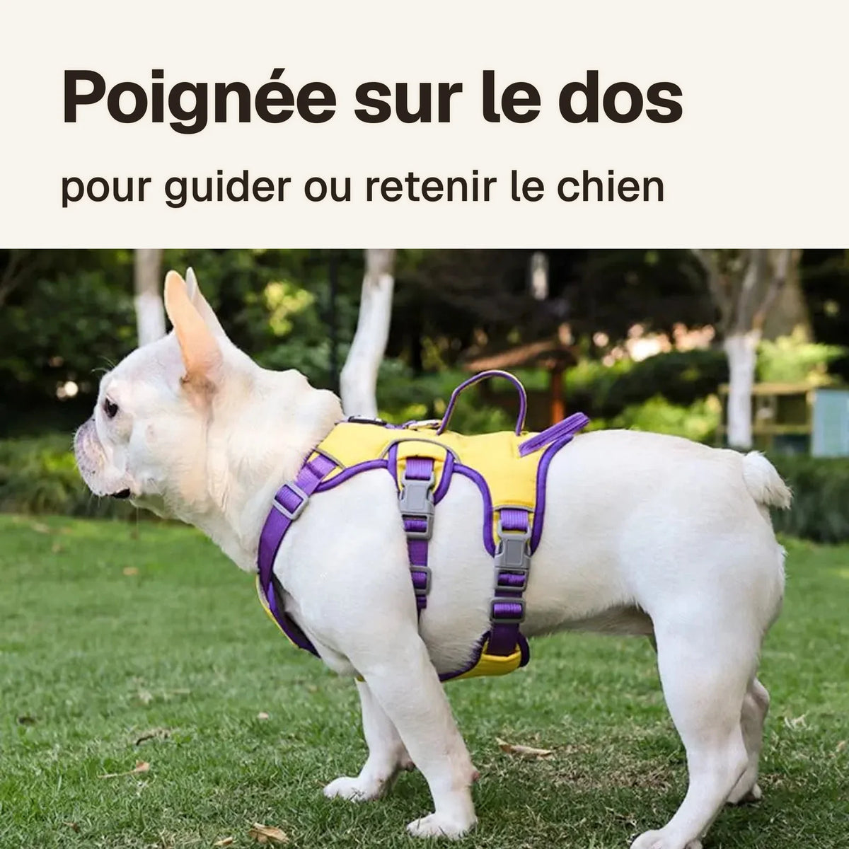 Harnais 3 points oxford : poignée sur le dos, pour guider ou retenir le chien