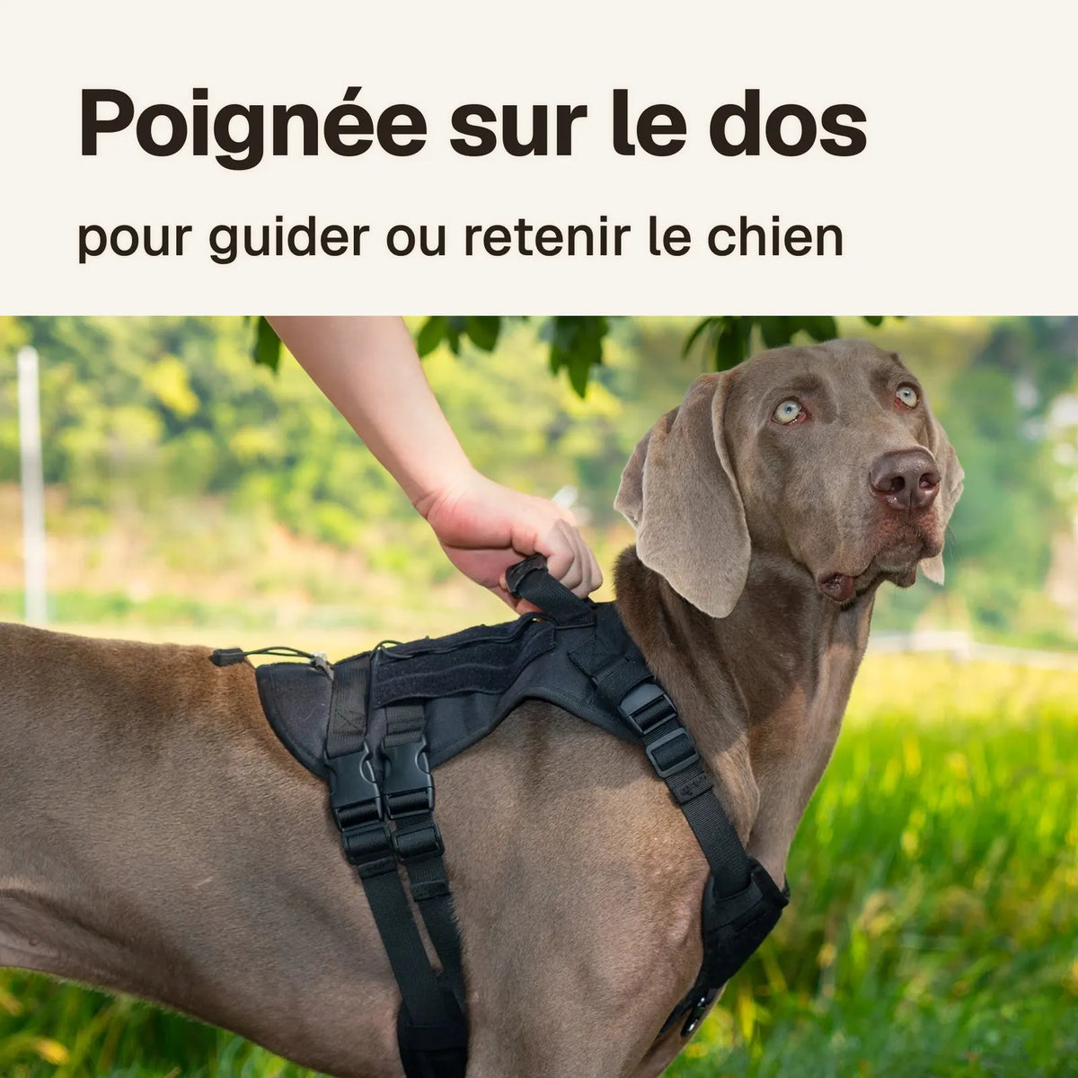 Harnais 3 points tactique : poignée sur le dos, pour guider ou retenir le chien