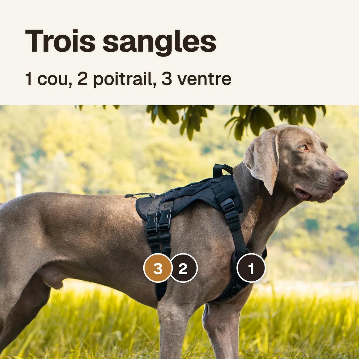 Harnais 3 points tactique porté : sangle de cou (1), de poitrail (2) et de ventre (3)