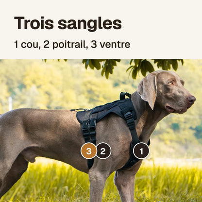 Harnais 3 points tactique porté : sangle de cou (1), de poitrail (2) et de ventre (3)