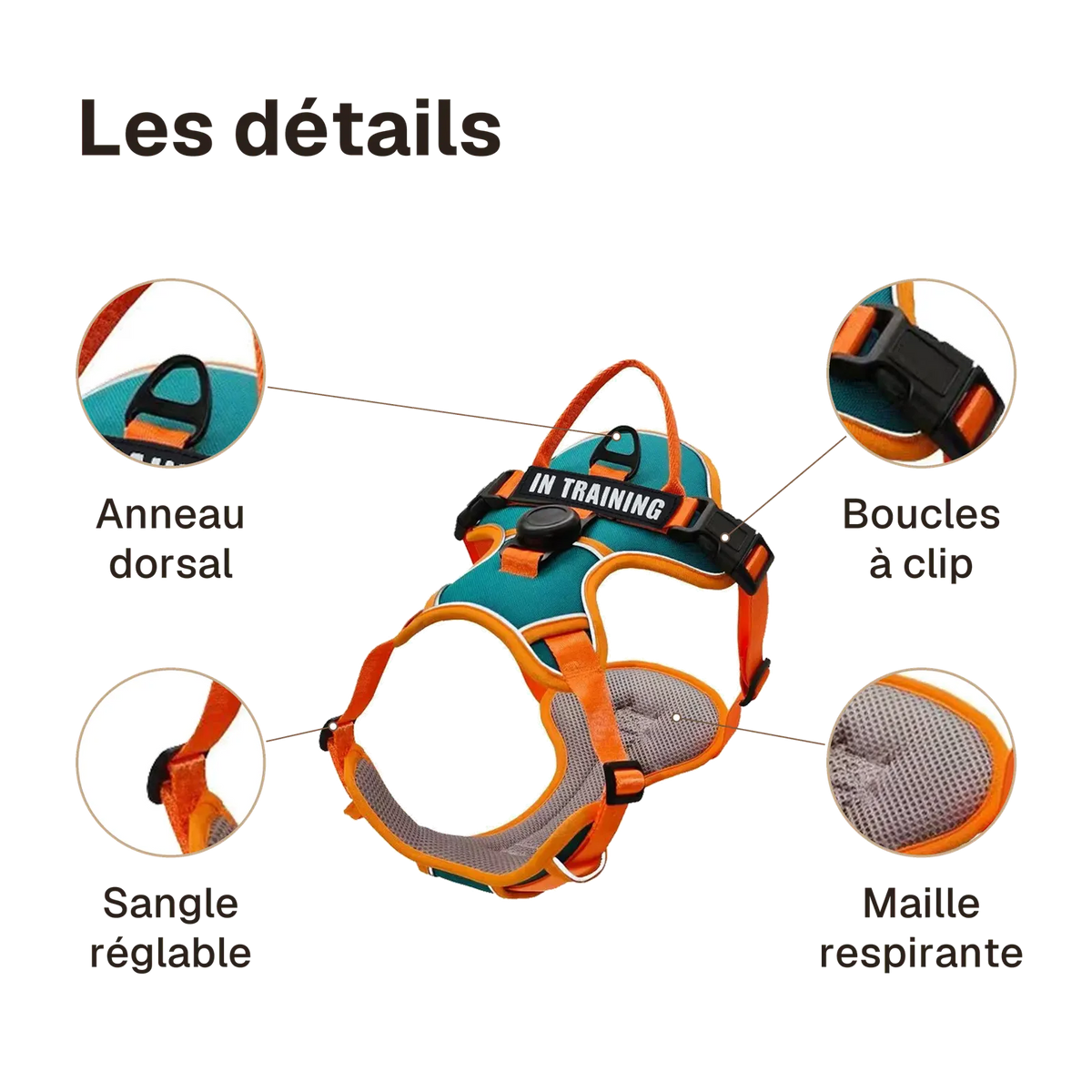 Les détails du harnais Actif Respirant : anneau dorsal, boucles à clip, maille respirante, sangle réglable