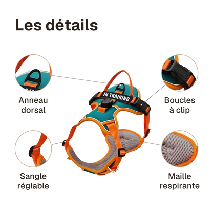 Les détails du harnais Actif Respirant : anneau dorsal, boucles à clip, maille respirante, sangle réglable