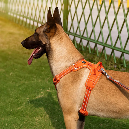 Harnais chien anti traction ergonomique - lifestyle chien avec harnais