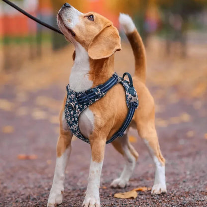 Beagle en promenade avec le harnais chien anti traction floral bleu nuit