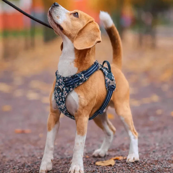 Beagle en promenade avec le harnais chien anti traction floral bleu nuit