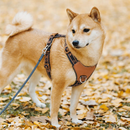 harnais-chien-anti-traction-leger-lifestyle-promenade