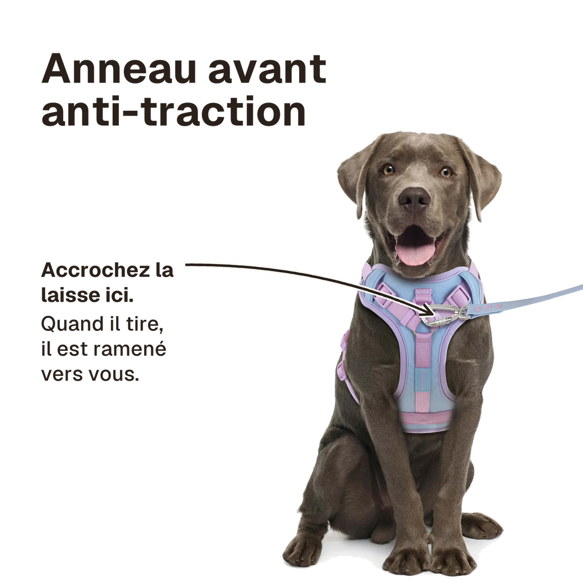 Harnais Chien Anti Traction Original : accrochez la laisse à l'anneau avant, le chien est ramené vers vous