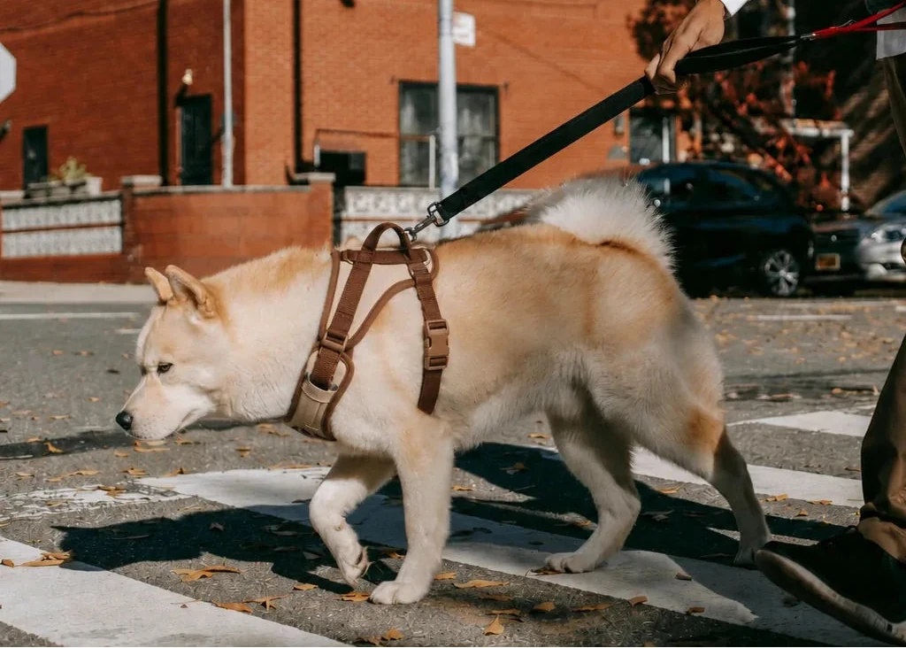 Harnais chien Anti Traction Original porté en promenade en ville