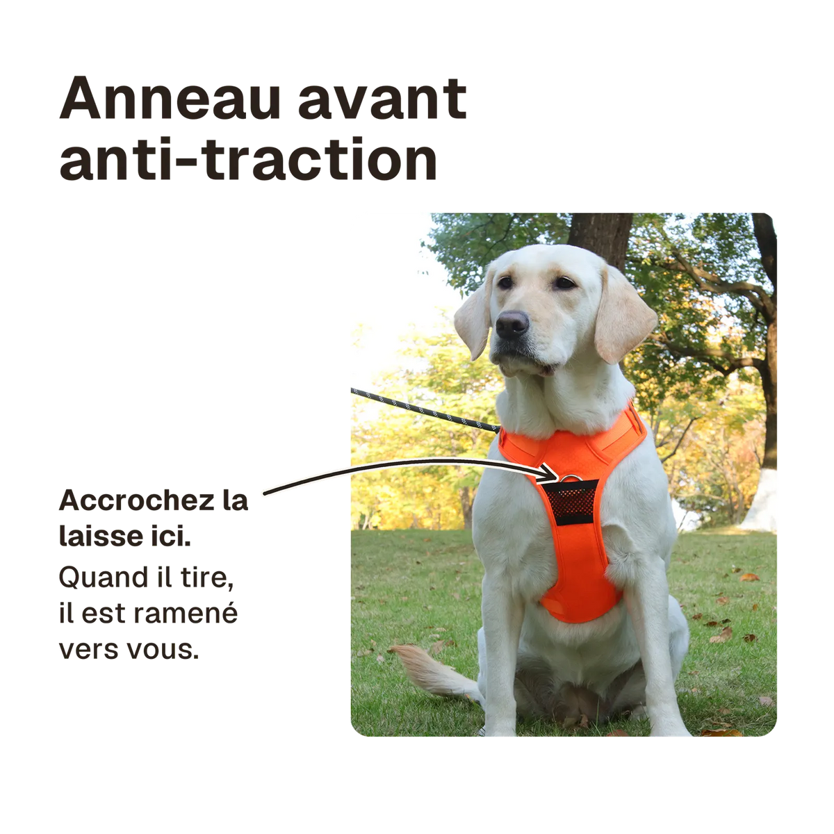 Harnais Chien Anti Traction Réfléchissant : accrochez la laisse à l'anneau avant, le chien est ramené vers vous