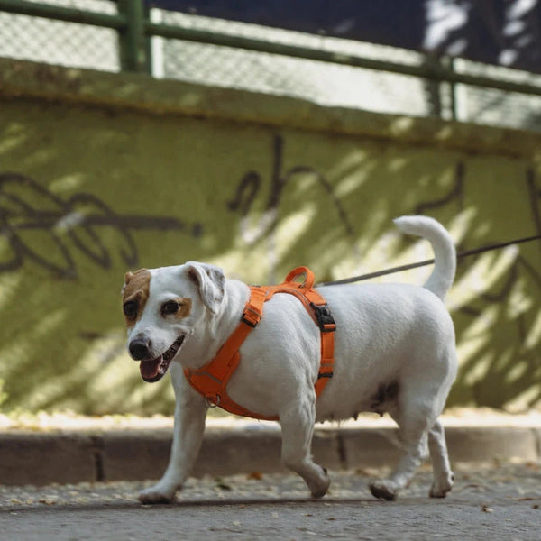 Harnais chien Anti Traction Réfléchissant porté en promenade urbaine