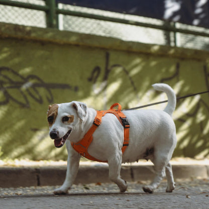 Harnais Chien Anti Traction Réfléchissant
