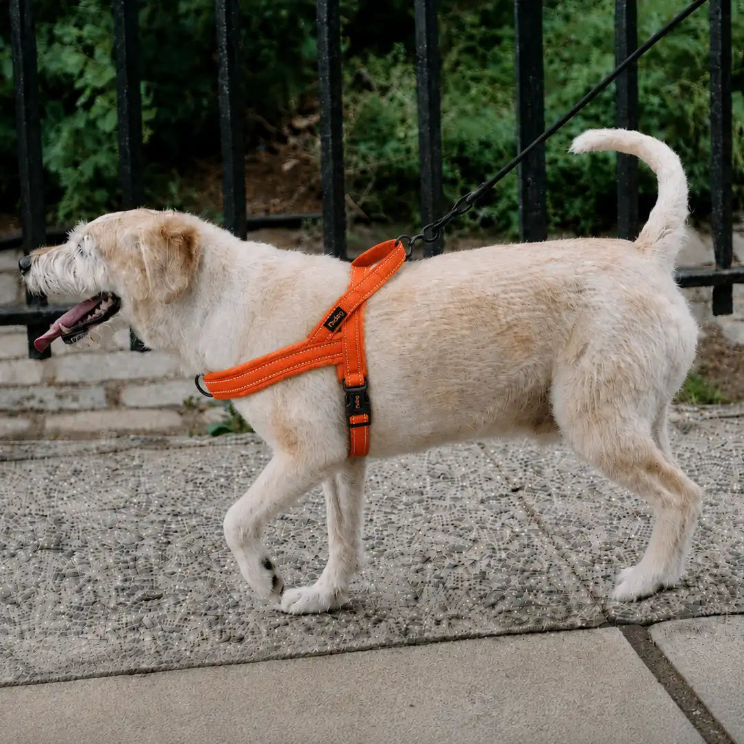 Harnais Chien Anti Traction Rembourré