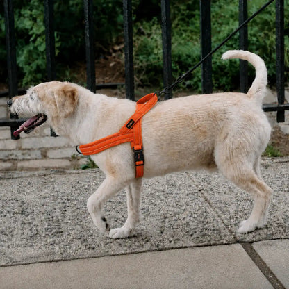 Harnais Chien Anti Traction Rembourré