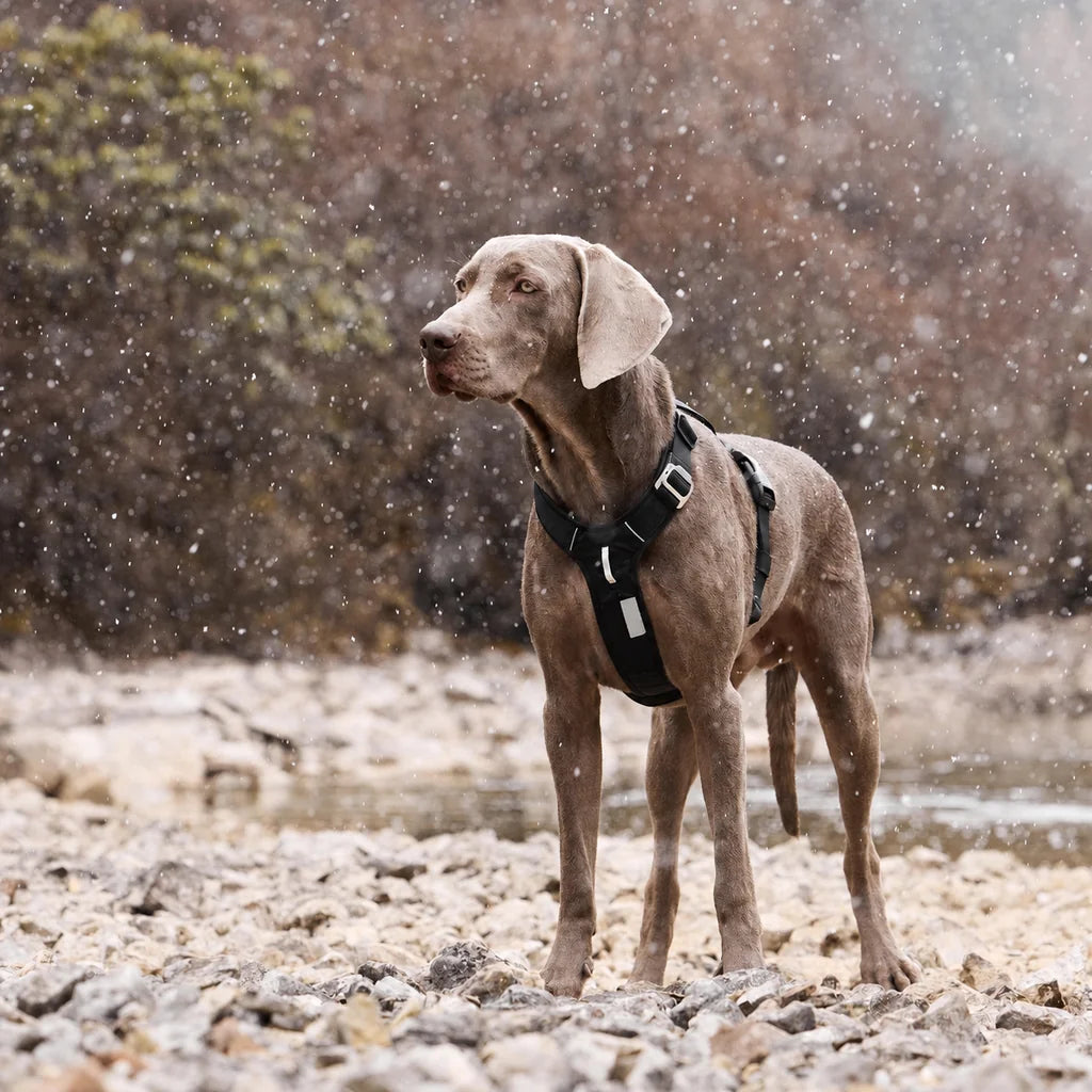 Harnais chien Anti Traction Sécurité coloris noir, porté sous la neige