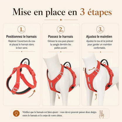 harnais chien anti traction securite mise en place en 3 etapes