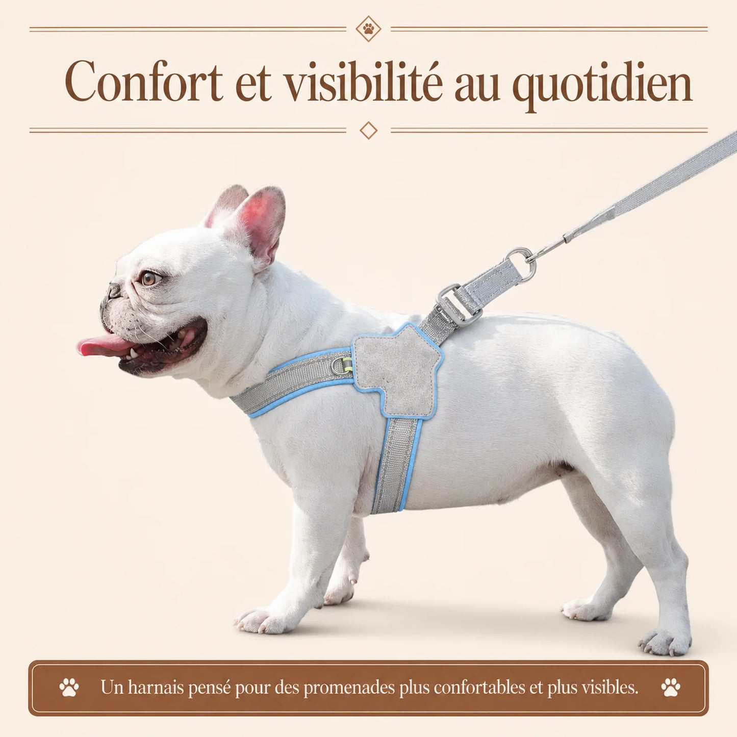 harnais chien bleu reflechissant lifestyle