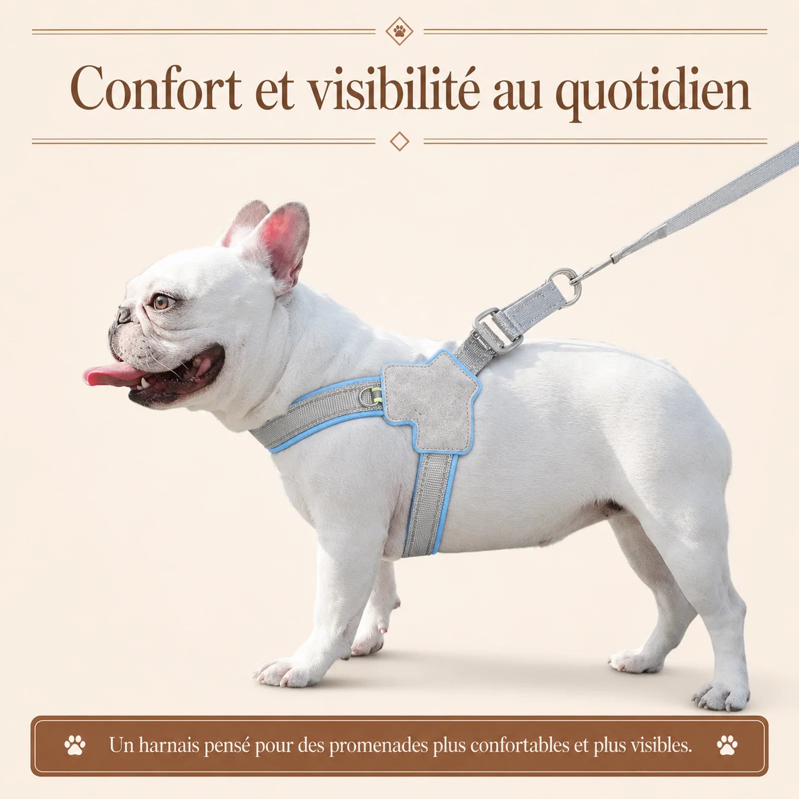 harnais chien bleu reflechissant lifestyle
