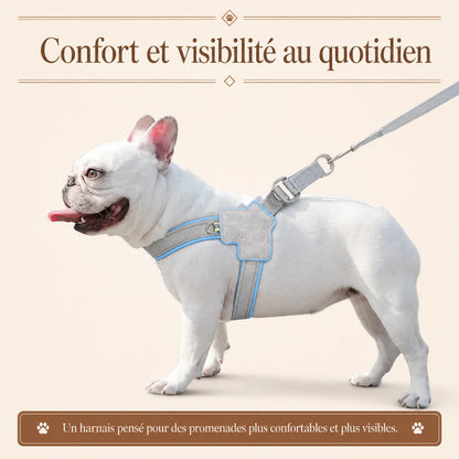 harnais chien bleu reflechissant lifestyle