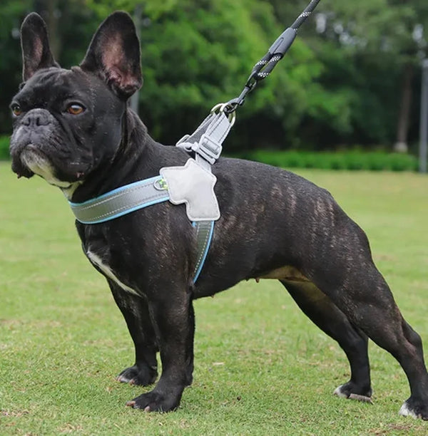 Bouledogue français en promenade avec le harnais réfléchissant