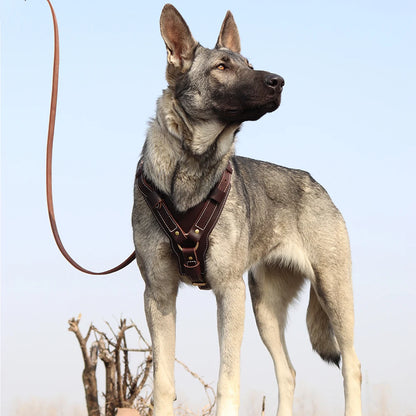 Harnais Chien en Cuir porté en extérieur avec laisse assortie