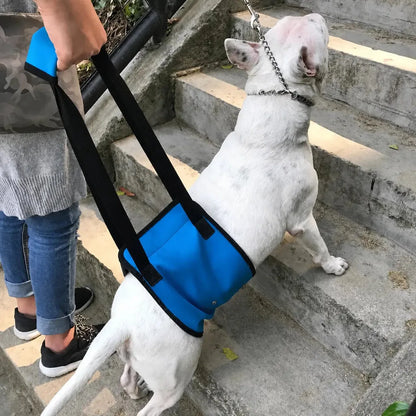 Harnais chien handicapé Bleu Renforcé utilisé pour aider un chien à monter les escaliers