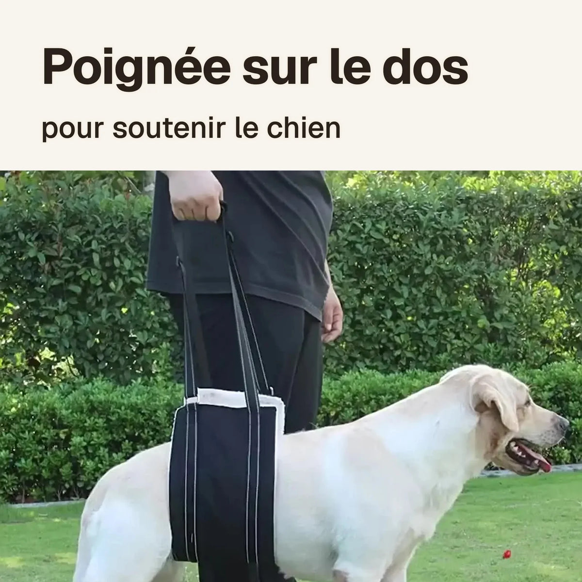 Poignée sur le dos du harnais de soutien pour chien handicapé noir : pour soutenir le chien