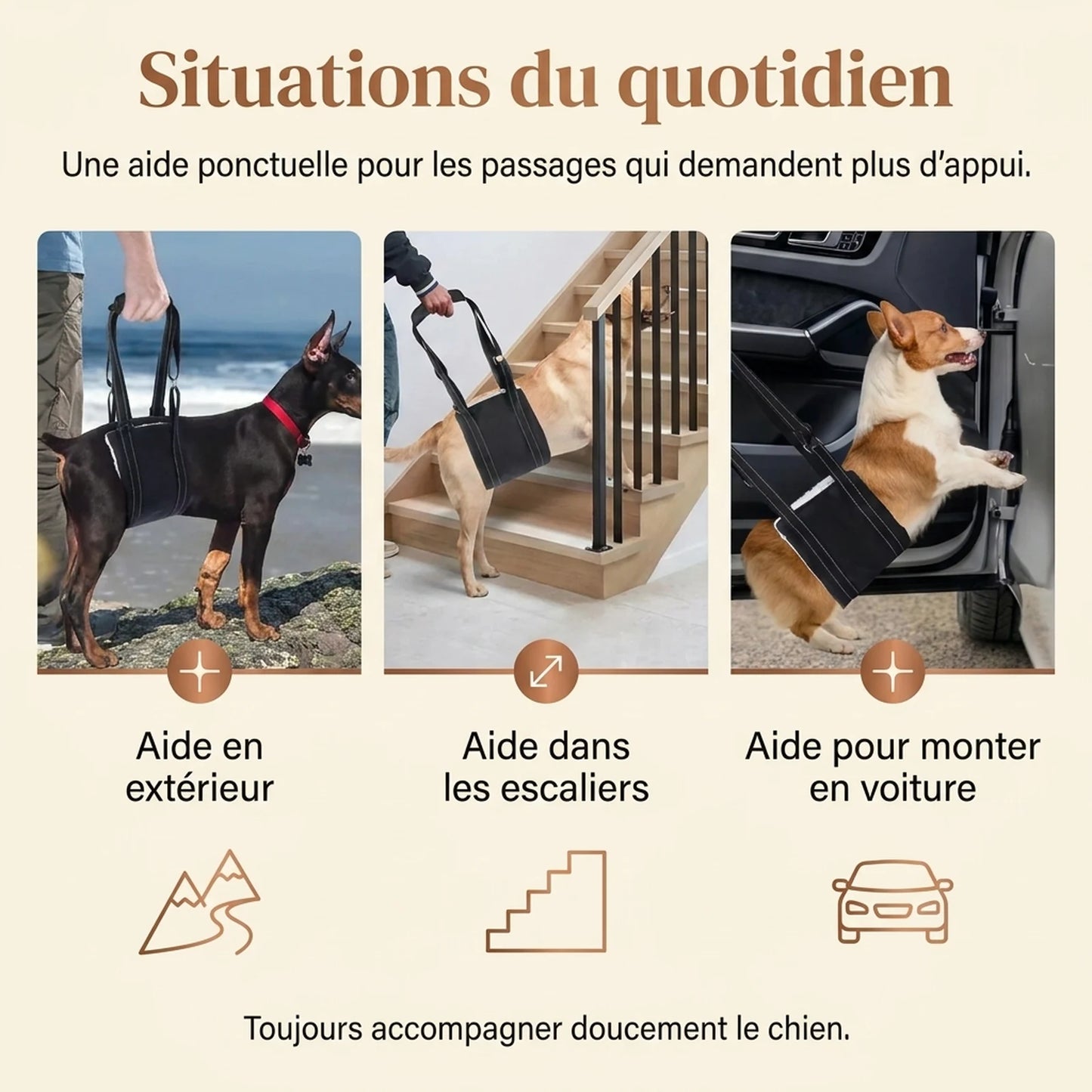 Harnais Chien Handicapé Noir - situations du quotidien