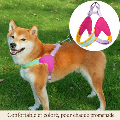 harnais chien macaron lifestyle