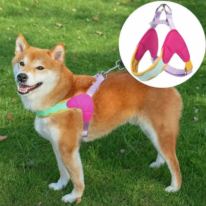 Harnais chien Macaron porté par un chien en promenade extérieure