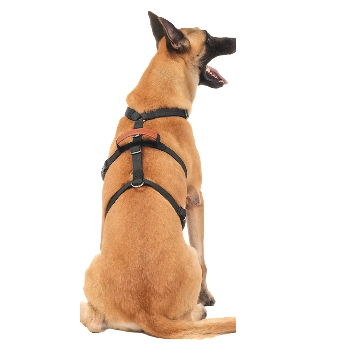 Malinois de dos portant le harnais 3 points noir