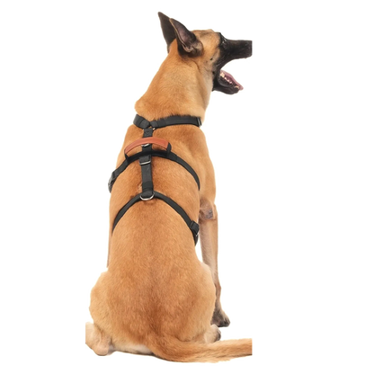 Malinois de dos portant le harnais 3 points noir