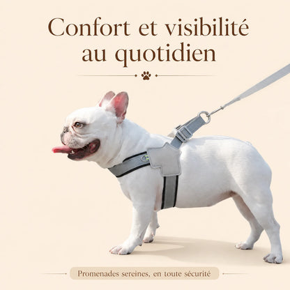 harnais chien noir reflechissant lifestyle