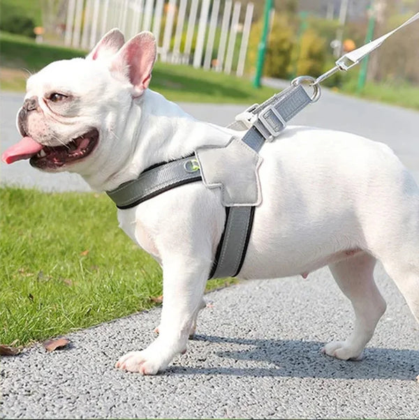 Bouledogue français en promenade avec le harnais réfléchissant