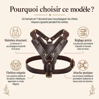 Harnais Chien Poignee Cuir - pourquoi choisir ce modele v2