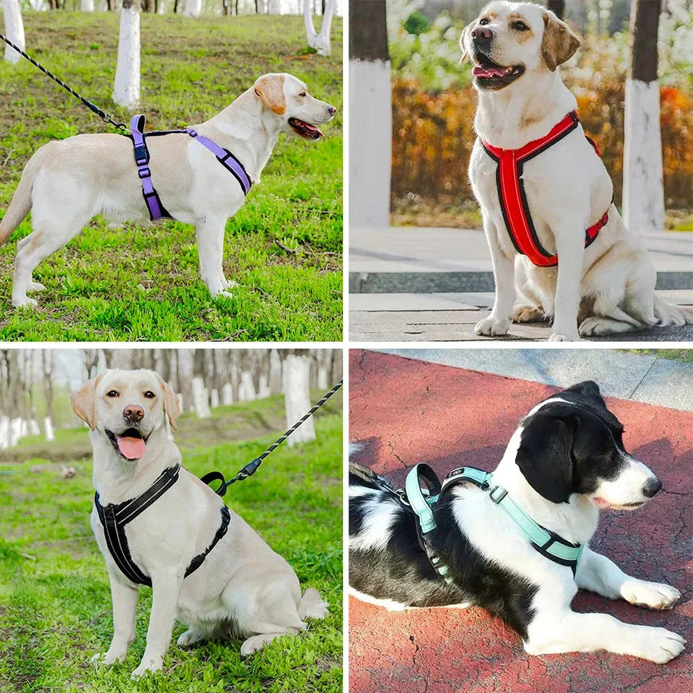Harnais Chien Poignée Réfléchissant porté par des labradors, plusieurs coloris