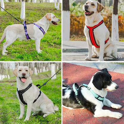 Harnais Chien Poignée Réfléchissant porté par des labradors, plusieurs coloris