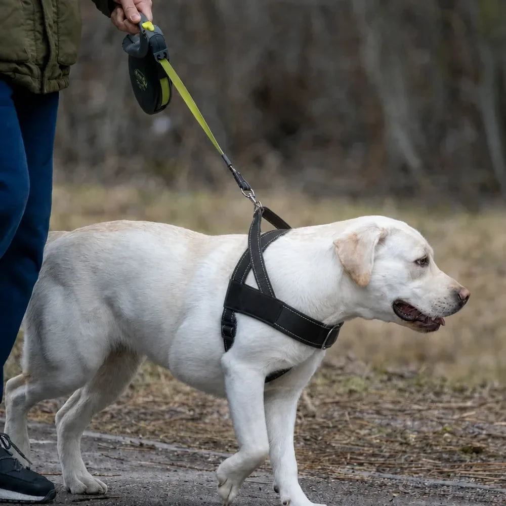 harnais-chien-promenade-sereine