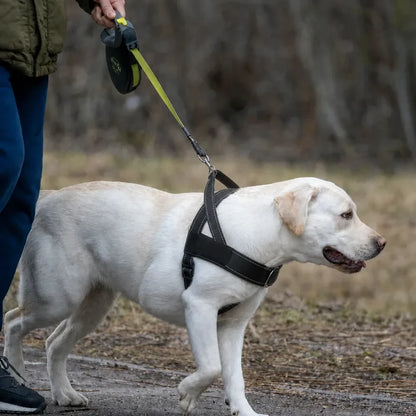 harnais-chien-promenade-sereine